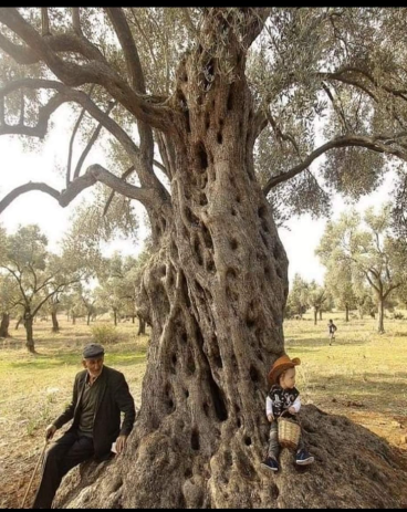 Aegean olive tree