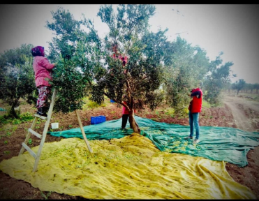 Olive harvest